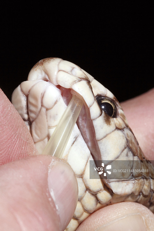 东部棕蛇图片素材