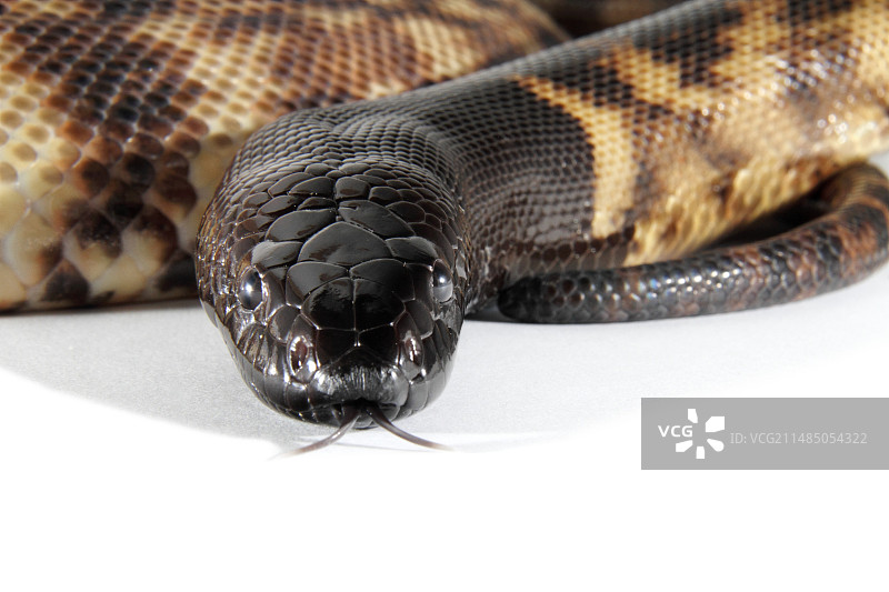 黑头蟒图片素材