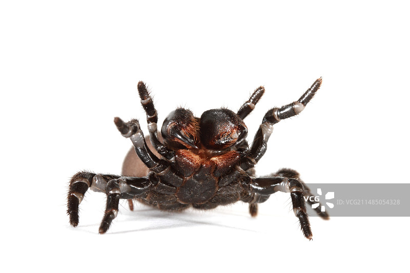 东部鼠蛛图片素材