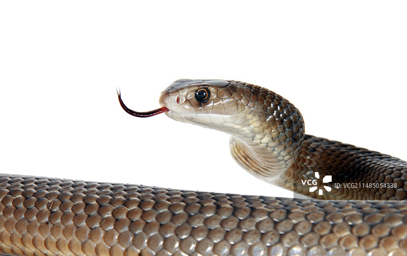 东部棕蛇图片素材