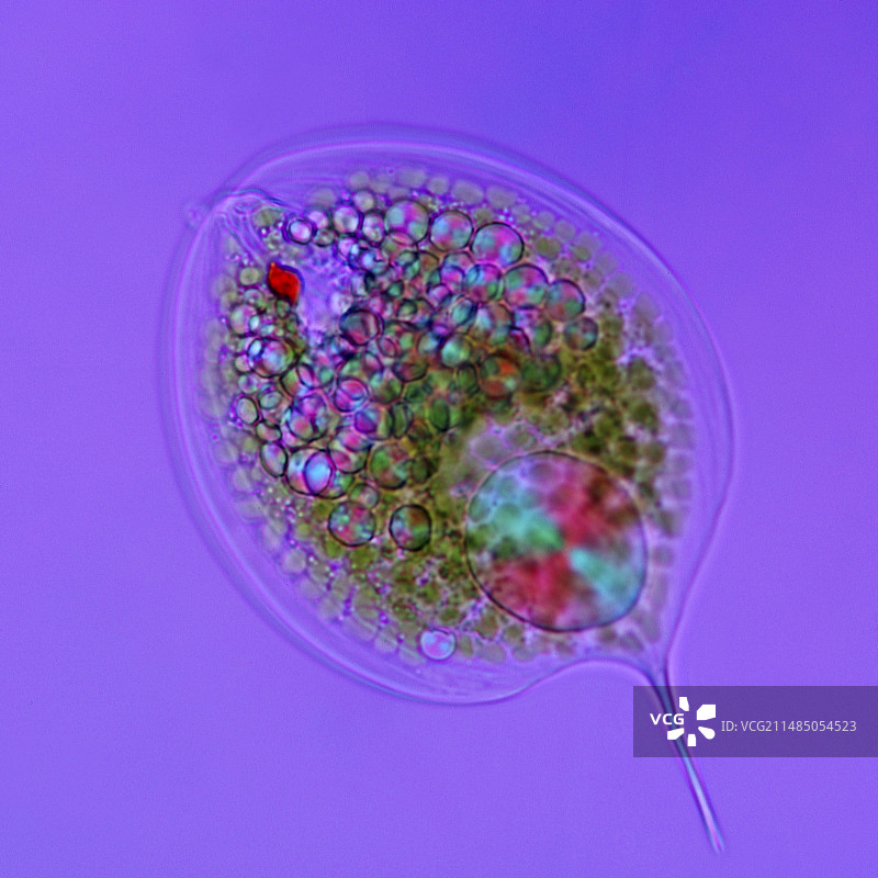 囊泡藻显微照片图片素材