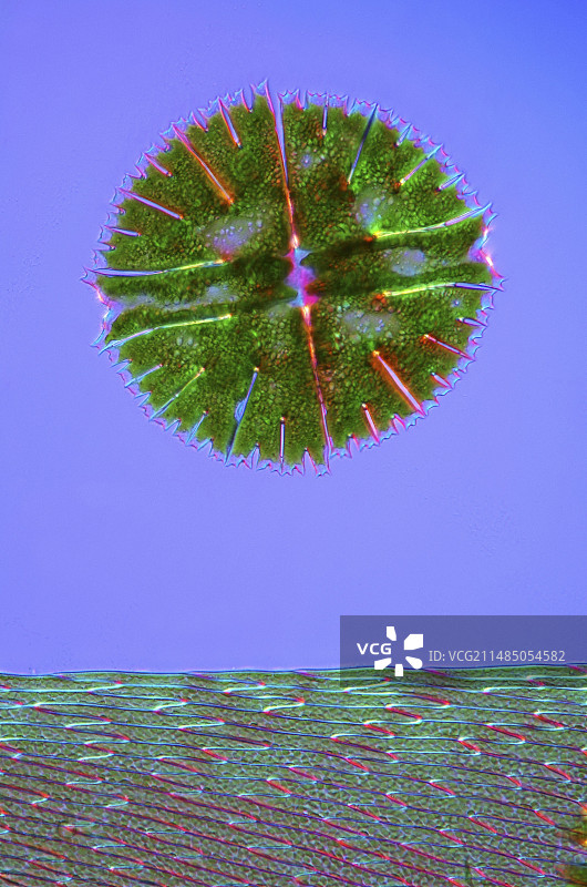 小星藻显微照片图片素材