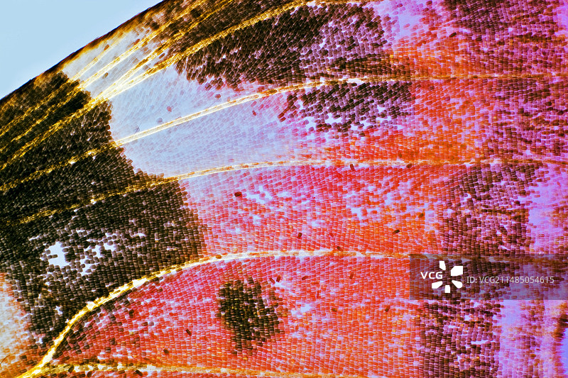 蝴蝶翅膀显微照片图片素材