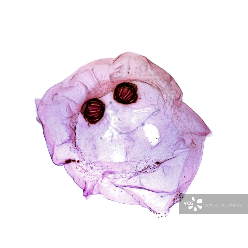 丽蝇蛆的光学显微照片图片素材