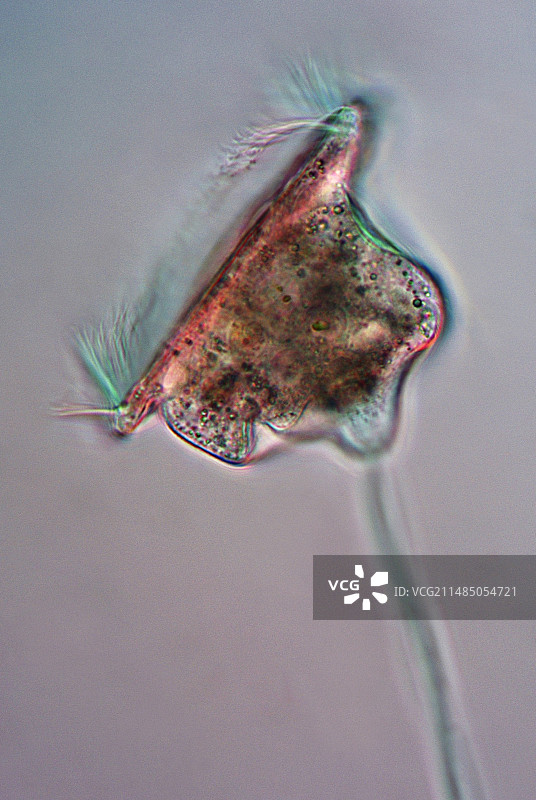 Voticella原生动物，光学显微照片图片素材