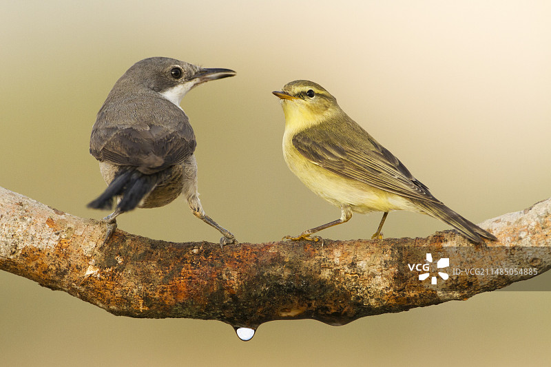 普通叽喳柳莺图片素材