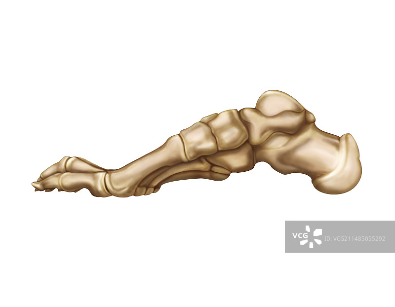 足部骨骼艺术图图片素材
