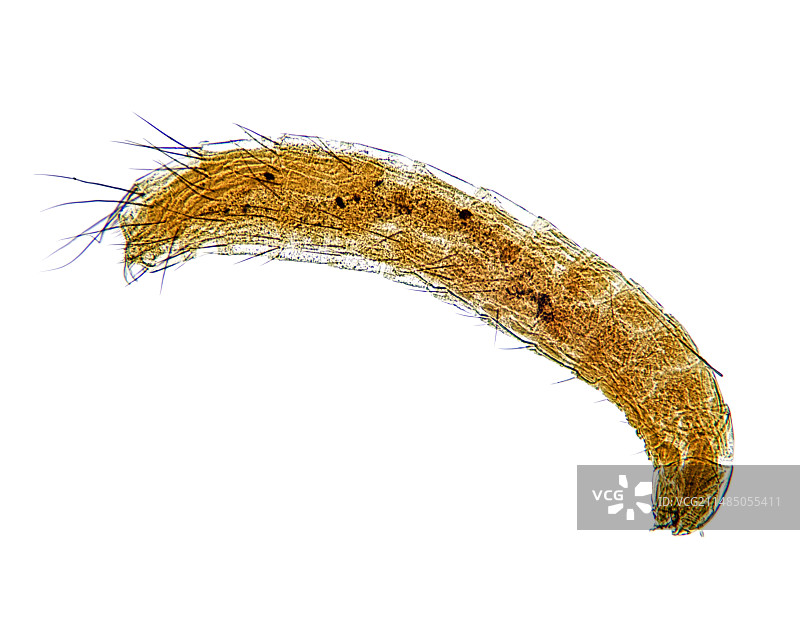 猫跳蚤幼虫显微照片图片素材