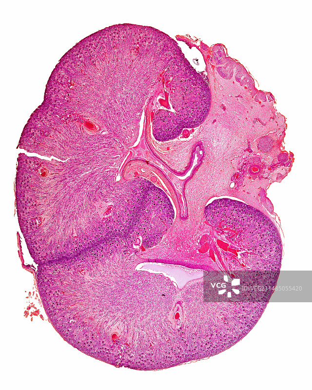 胎儿肾脏显微照片图片素材