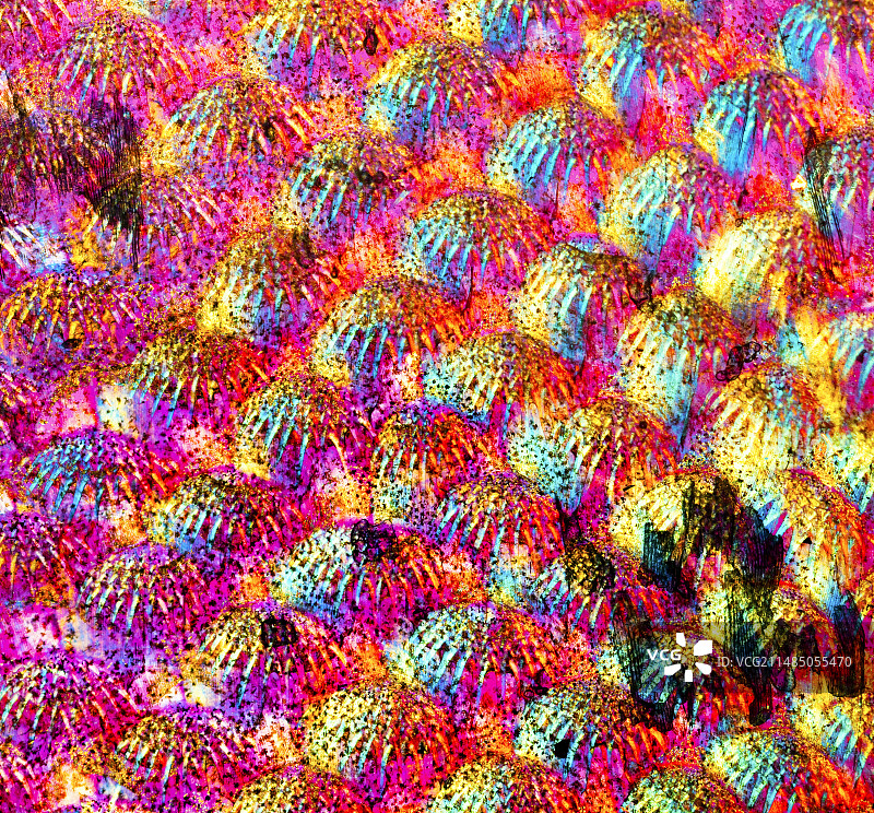 鱼鳞显微照片图片素材