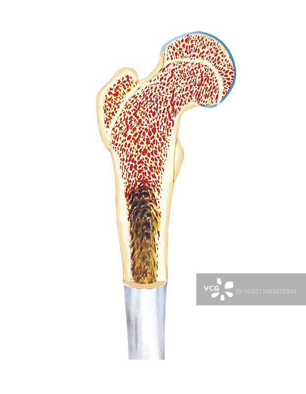 长骨结构图图片素材