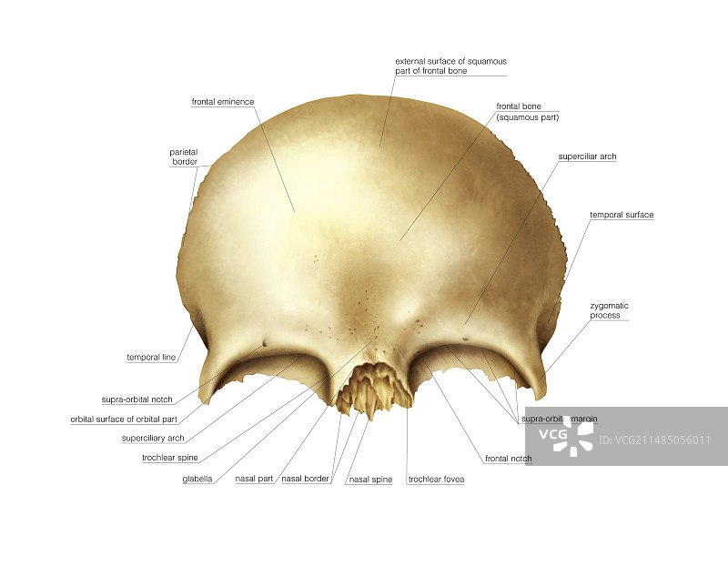 额骨艺术图图片素材
