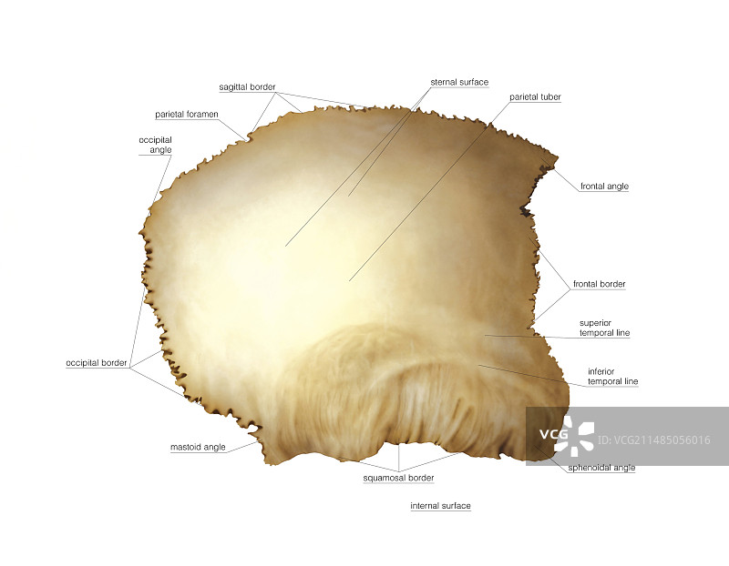 顶骨艺术图图片素材