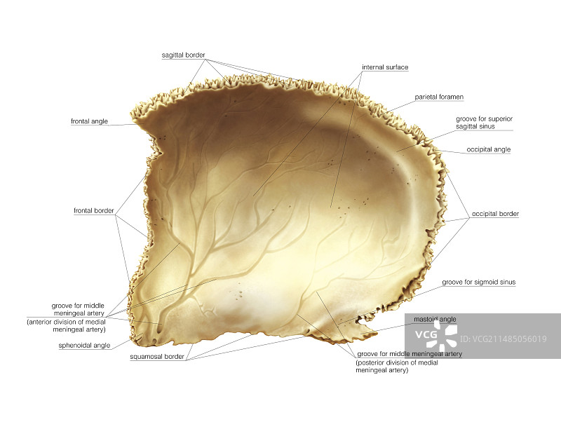 顶骨艺术图图片素材