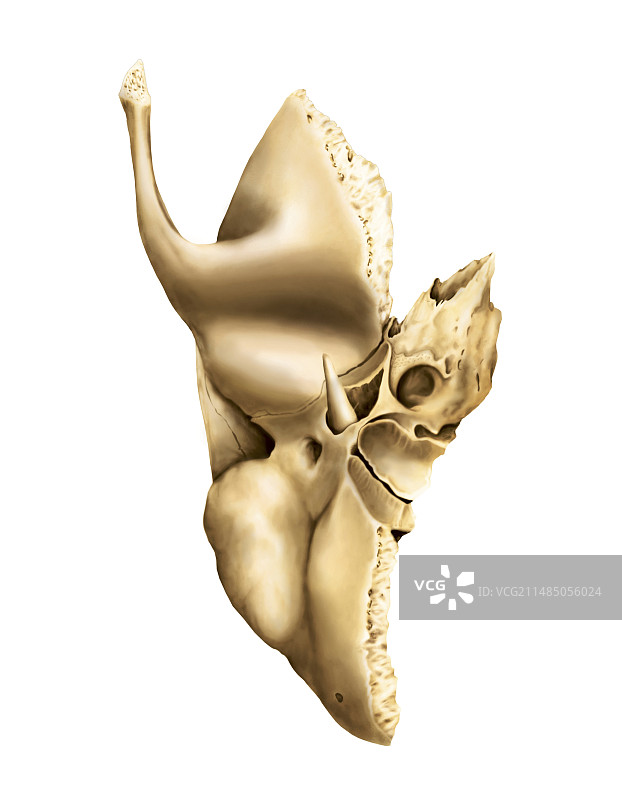 颞骨，艺术作品图片素材