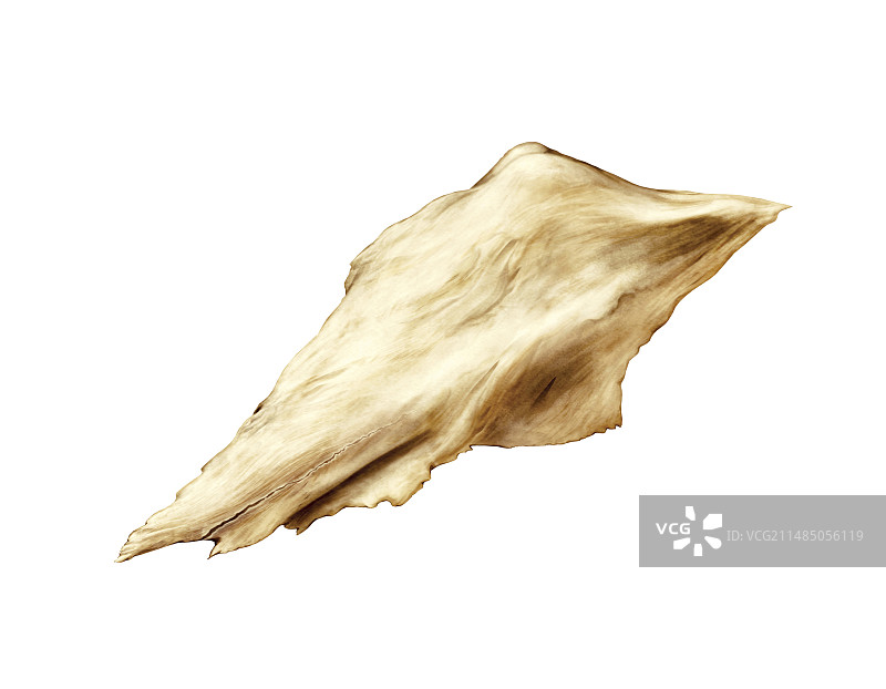 犁骨、泪骨和鼻骨图片素材