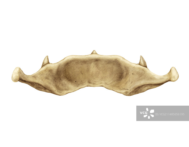 舌骨艺术图图片素材