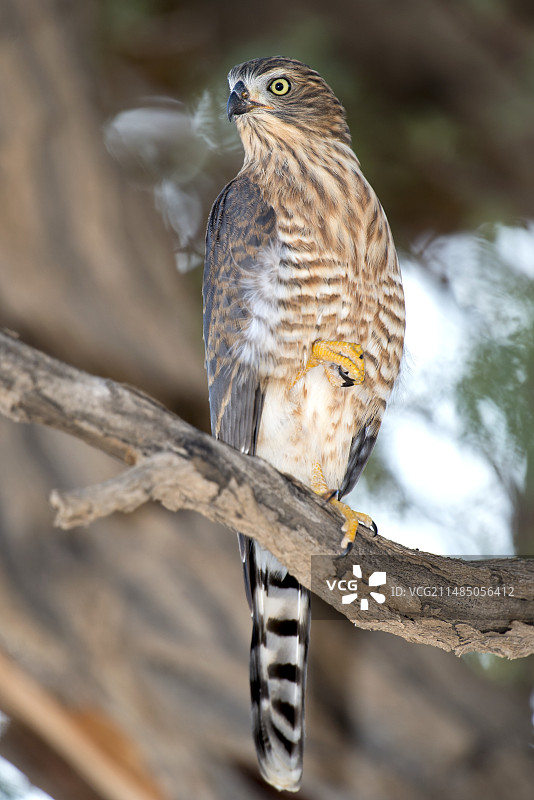 幼年加巴隼图片素材