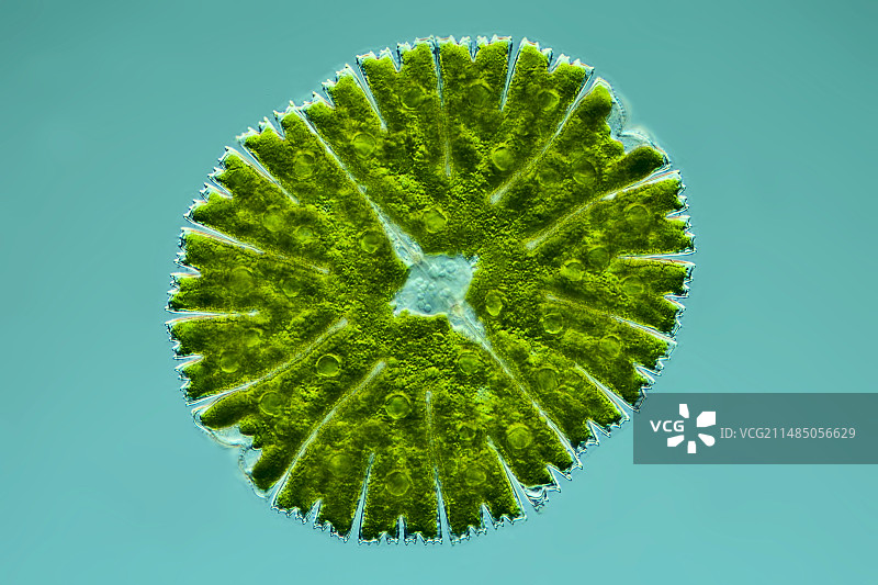 小星藻显微照片图片素材