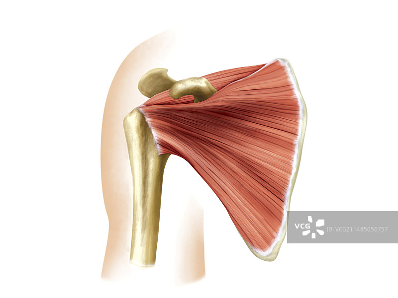 肩部肌肉，艺术作品图片素材