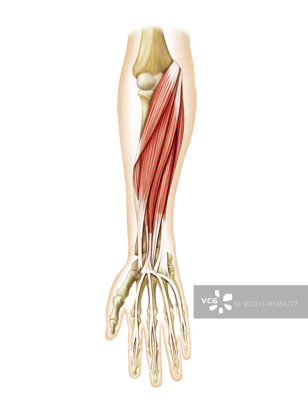 前臂肌肉艺术图图片素材