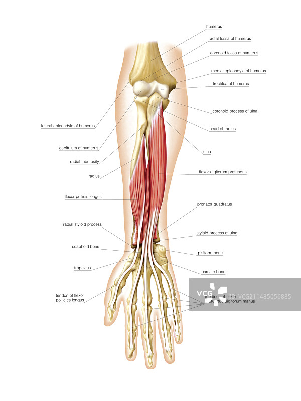 前臂前部肌肉，艺术作品图片素材