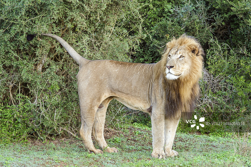 狮子气味标记图片素材