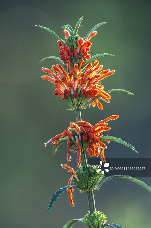野 dagga (狮耳花)图片素材