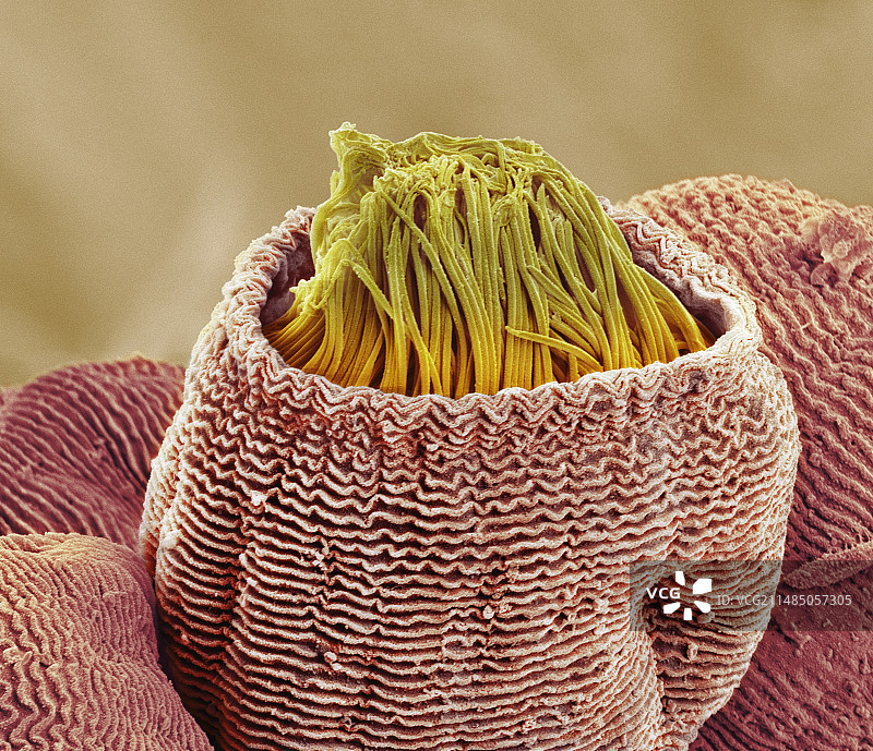 钟形虫原生动物，SEM图片素材