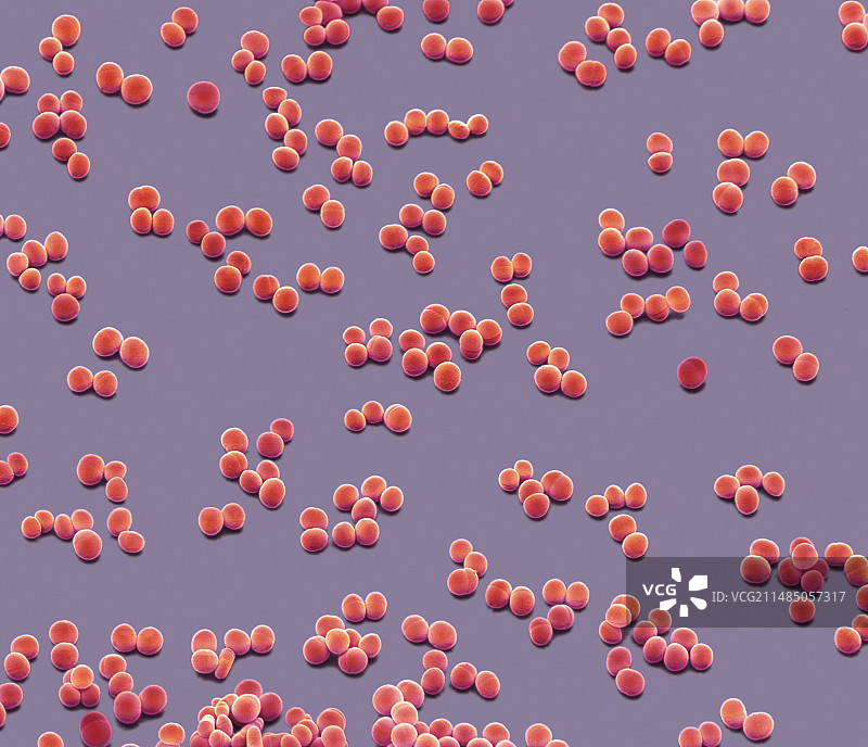 表皮葡萄球菌细菌，扫描电镜图片素材