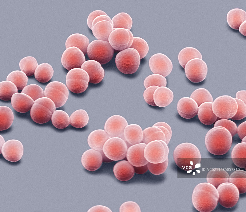 表皮葡萄球菌细菌，扫描电镜图片素材