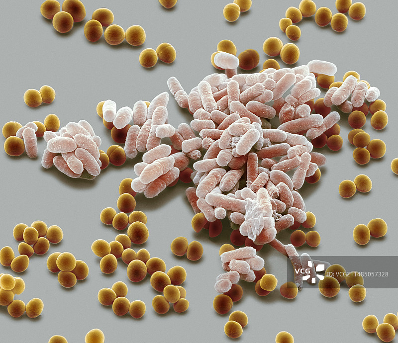 细菌,扫描电镜图片素材