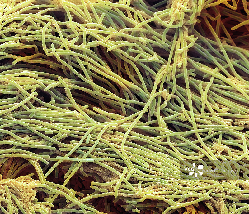 巨大芽孢杆菌，扫描电镜图片素材