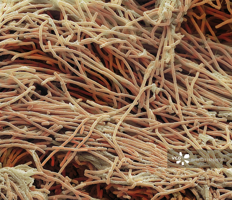 巨大芽孢杆菌，扫描电镜图片素材