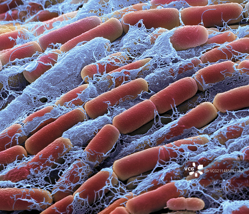 巨大芽孢杆菌，扫描电镜图片素材