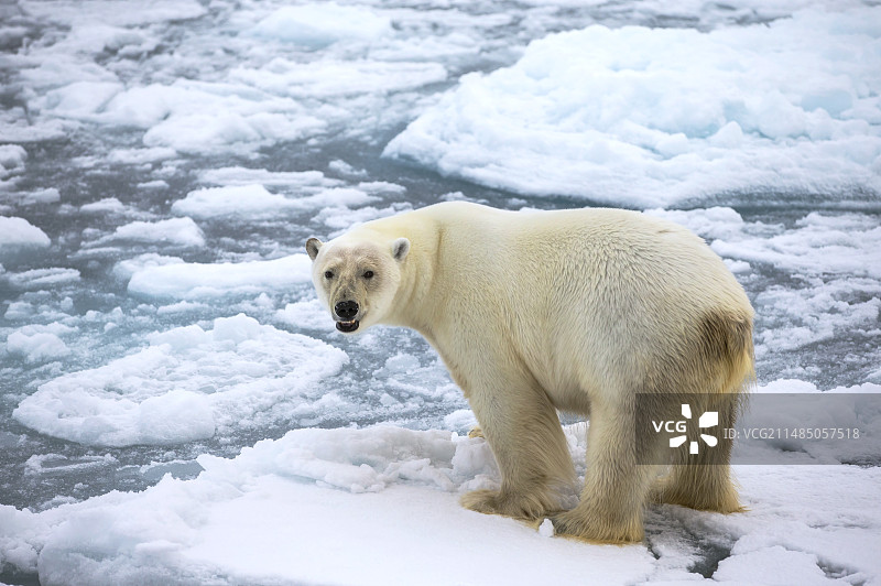 北极熊站在浮冰上图片素材