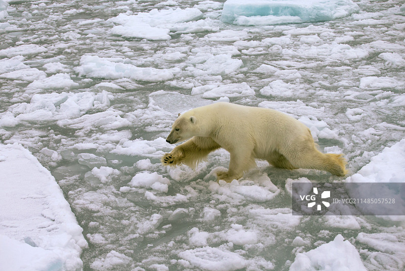 北极熊穿越浮冰图片素材