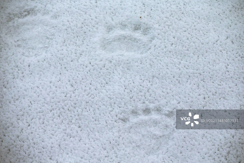 雪地上的北极熊脚印图片素材