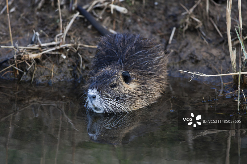 河狸鼠图片素材