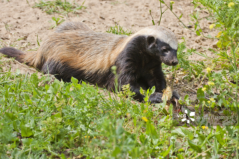 蜜獾(蜜獾)图片素材