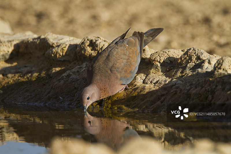 棕斑鸠图片素材