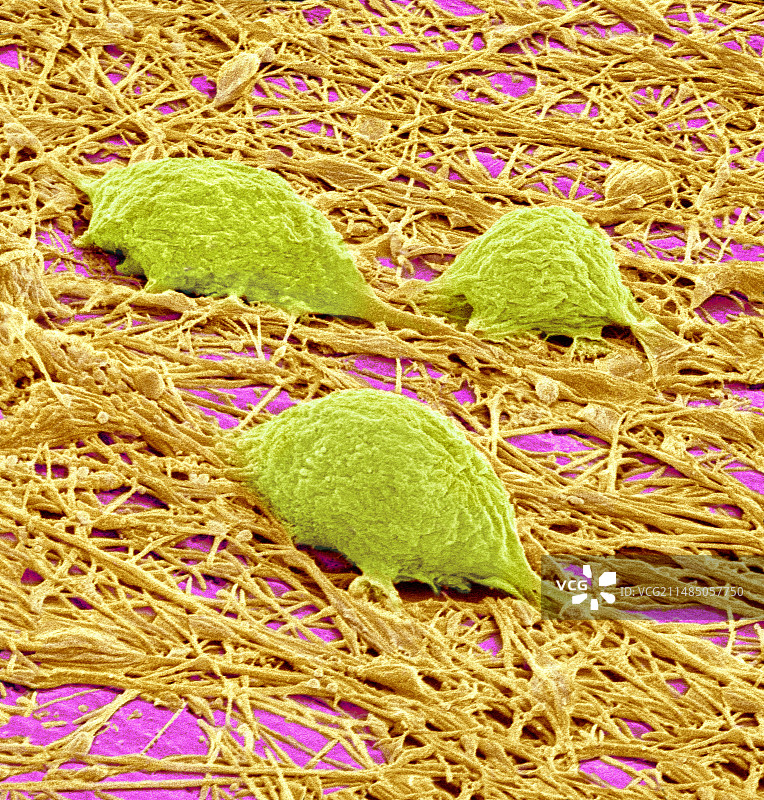 神经系统细胞扫描电镜图图片素材