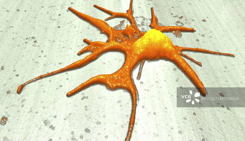 激活的血小板，原子力显微镜图片素材