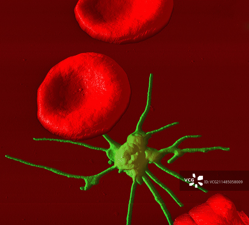 激活的血小板，原子力显微镜图片素材