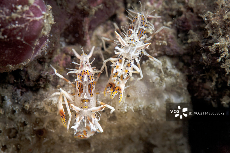 带刺的老虎虾图片素材