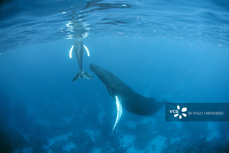 座头鲸母子图片素材