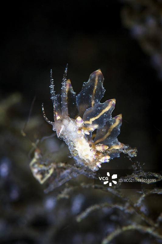 海蛞蝓觅食图片素材