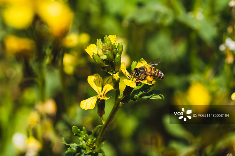 芝麻菜与中华蜜蜂图片素材
