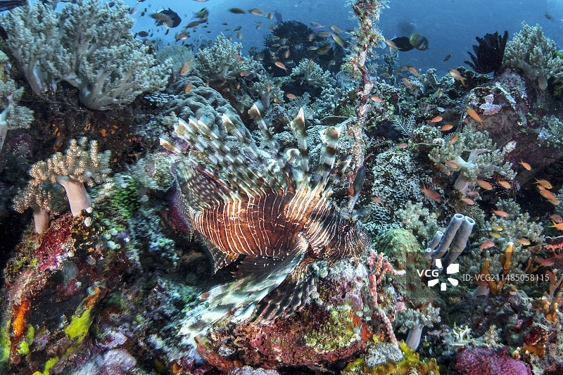 狮子鱼图片素材