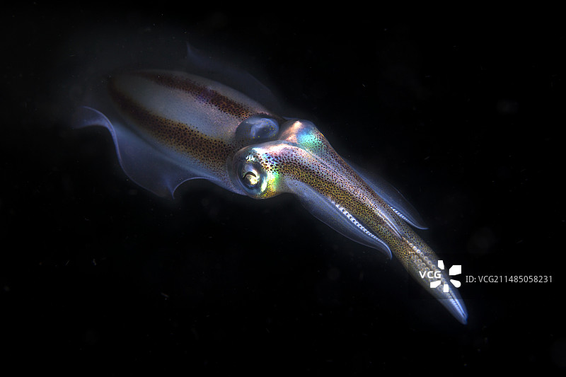 大鳍礁鱿鱼图片素材